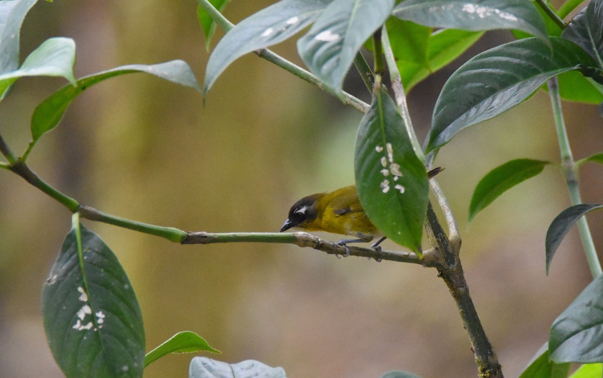 Common Chlorospingus (Central Panama) - ML26554181