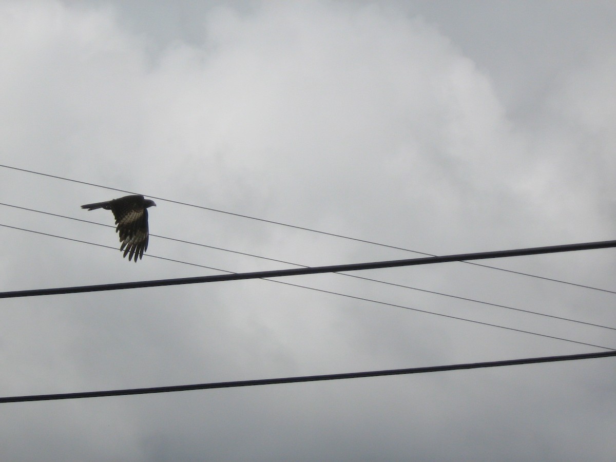 Yellow-headed Caracara - Tim Hain