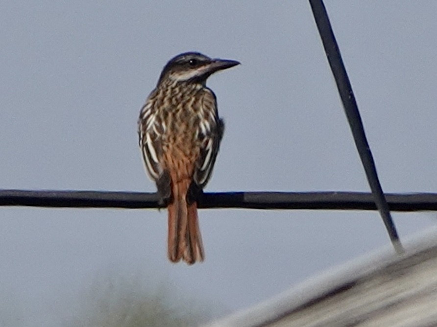 Sulphur-bellied Flycatcher - ML265545401