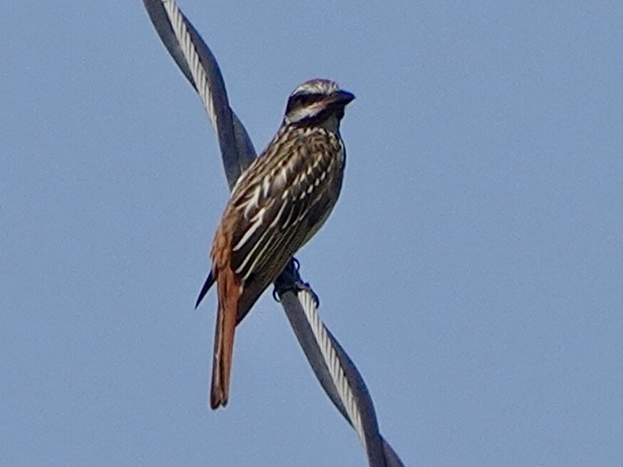 Sulphur-bellied Flycatcher - ML265545421