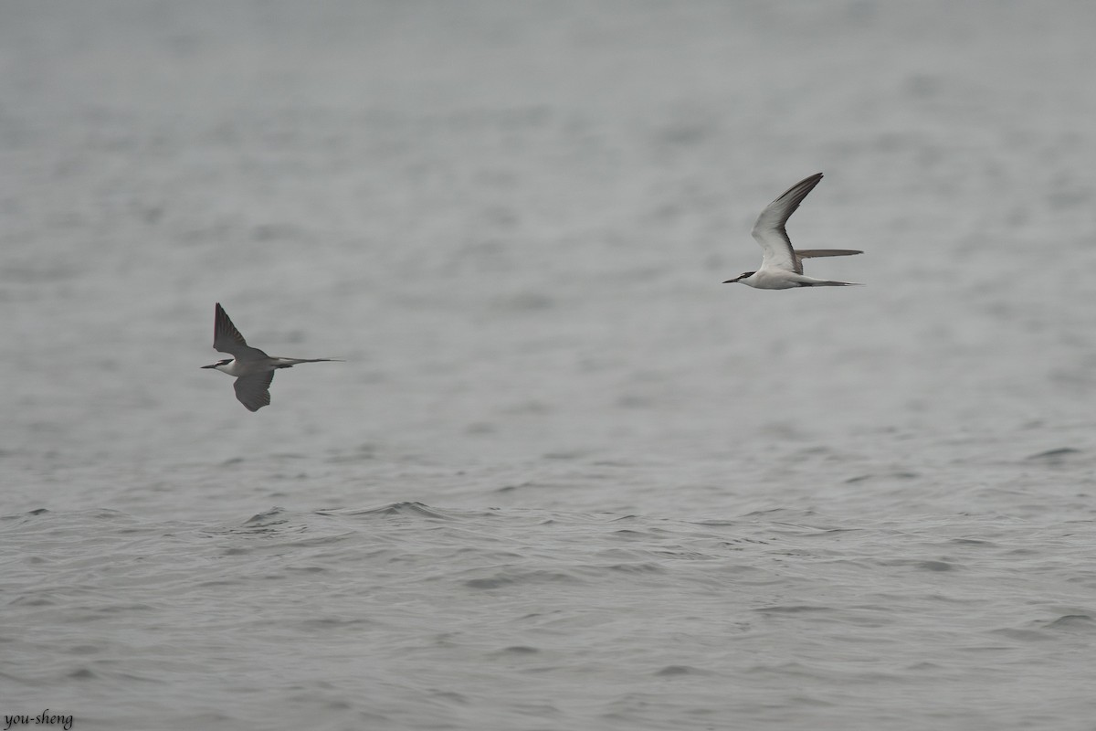 Bridled Tern - ML265545621