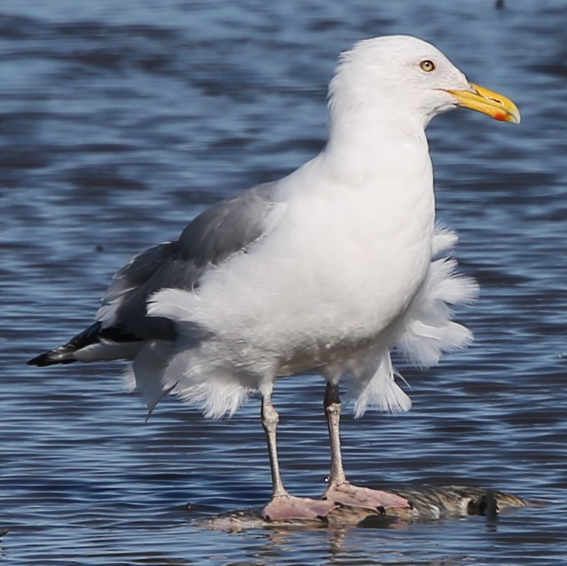 Iceland Gull (Thayer's) - ML26554611