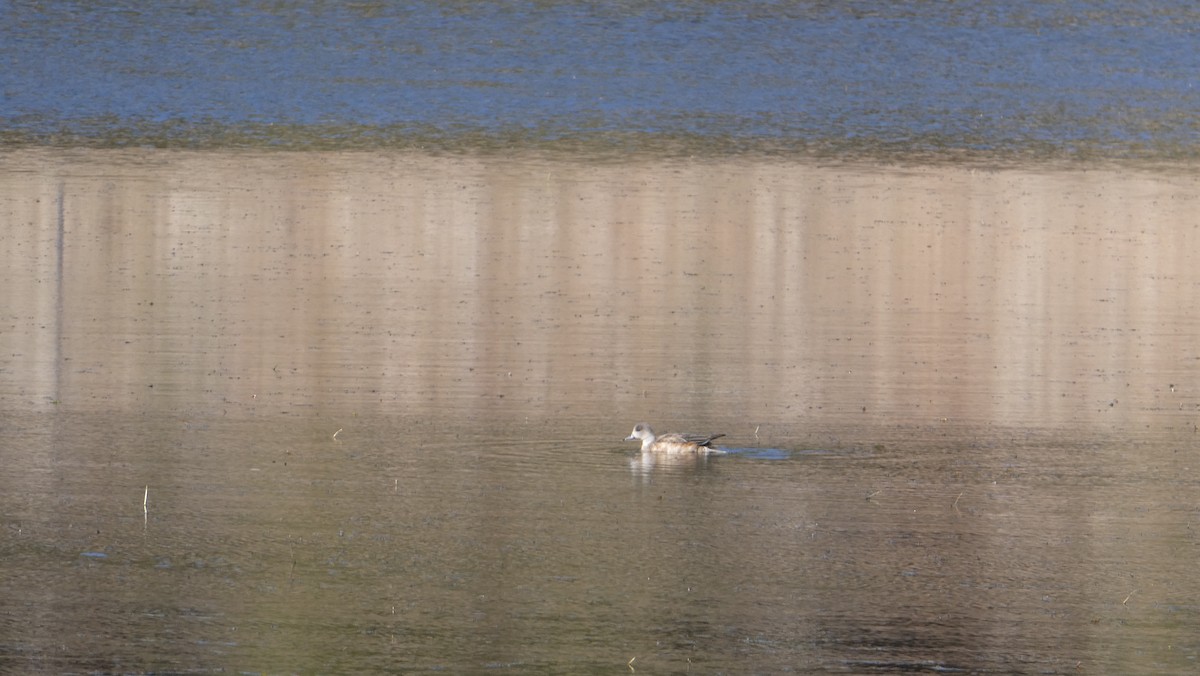 American Wigeon - Alaena H.