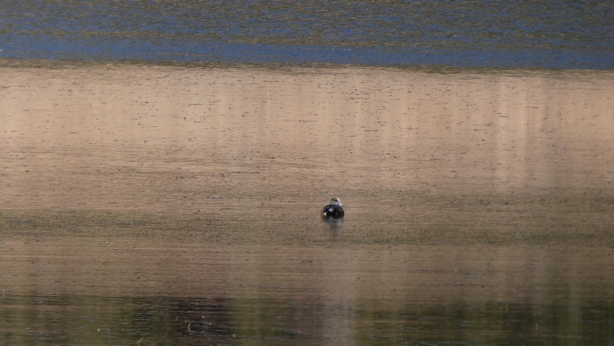 American Wigeon - ML265546791