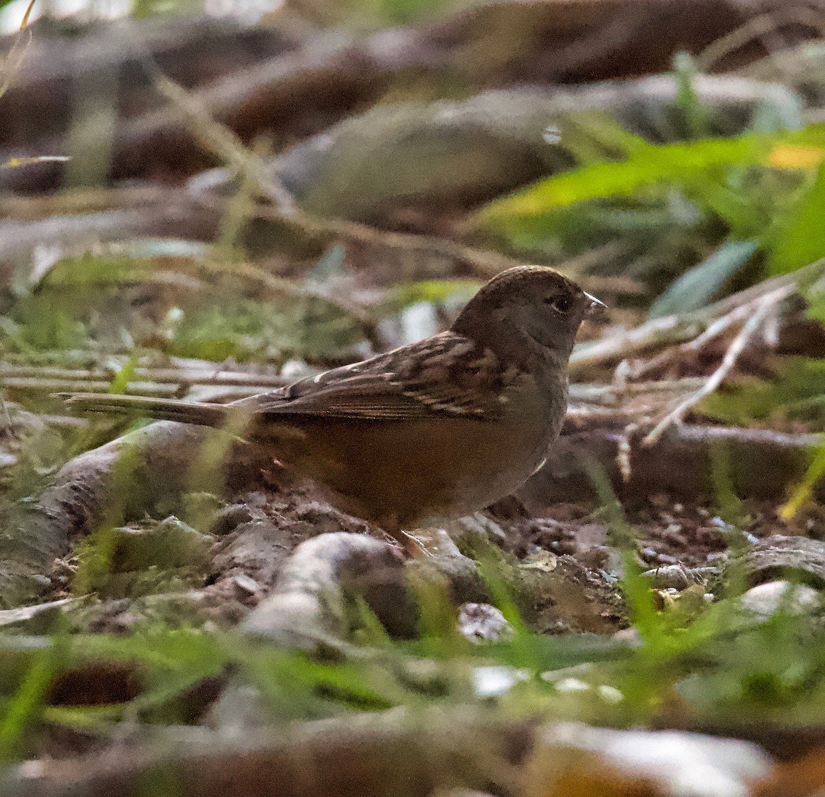 Golden-crowned Sparrow - ML265546881
