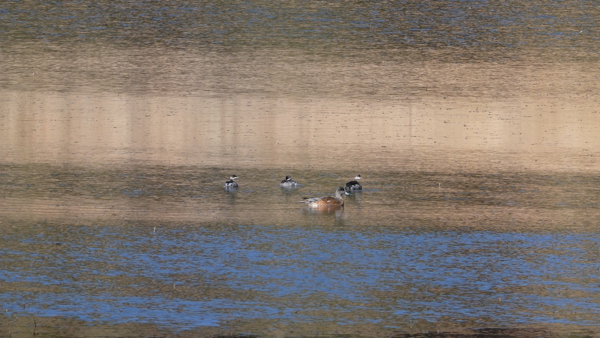 Eared Grebe - ML265547161