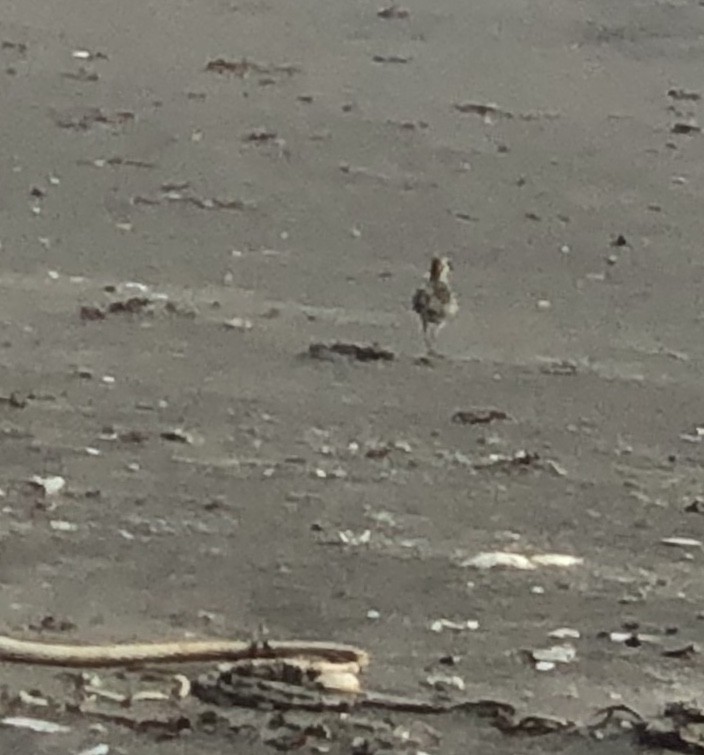 American/Pacific Golden-Plover (Lesser Golden-Plover) - ML265548691