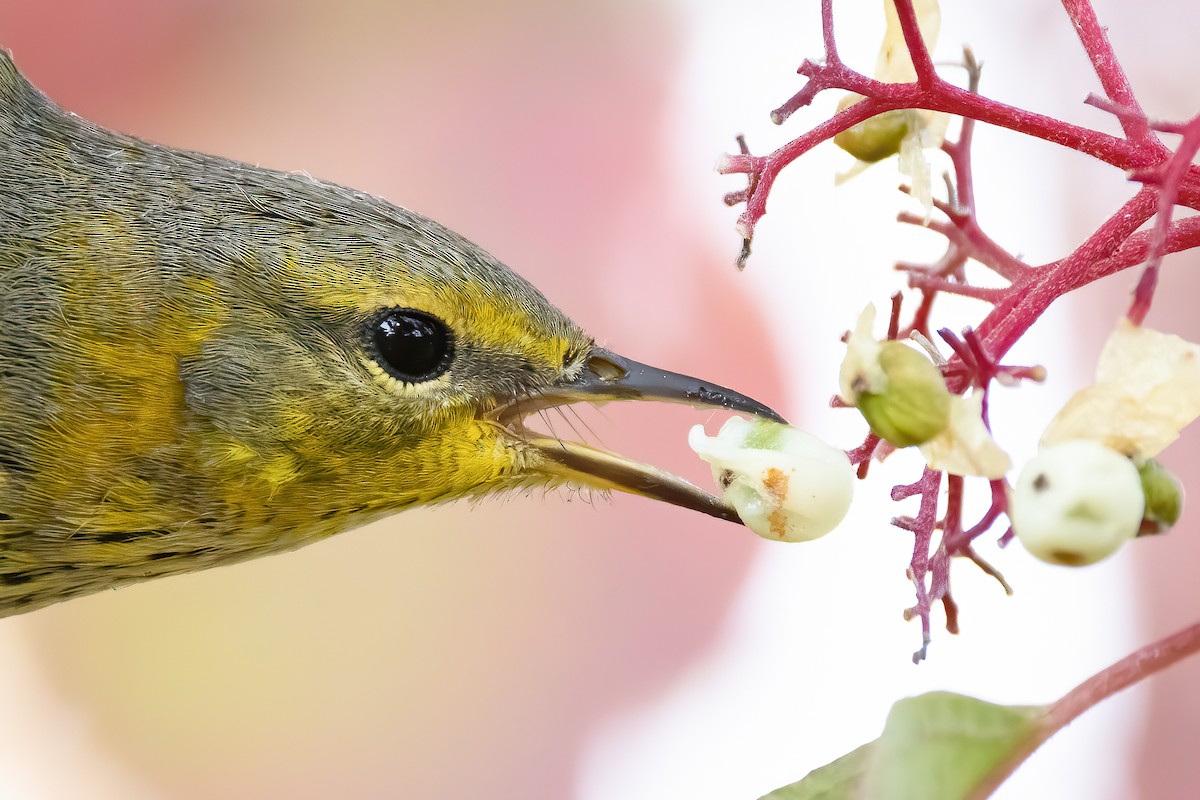 Cape May Warbler - Ryan Sanderson