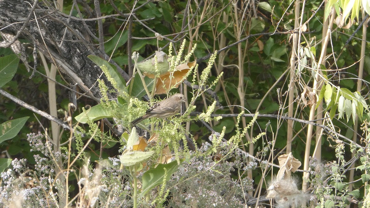 House Finch - ML265550611