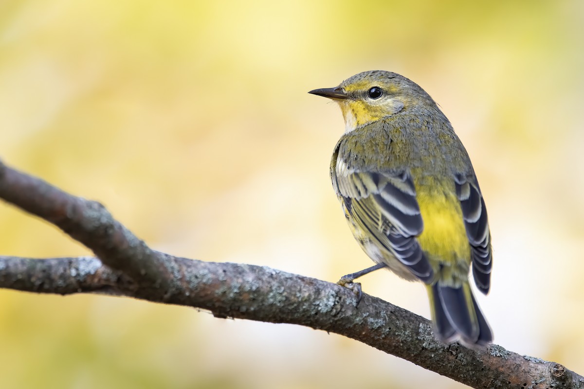 Cape May Warbler - ML265550761