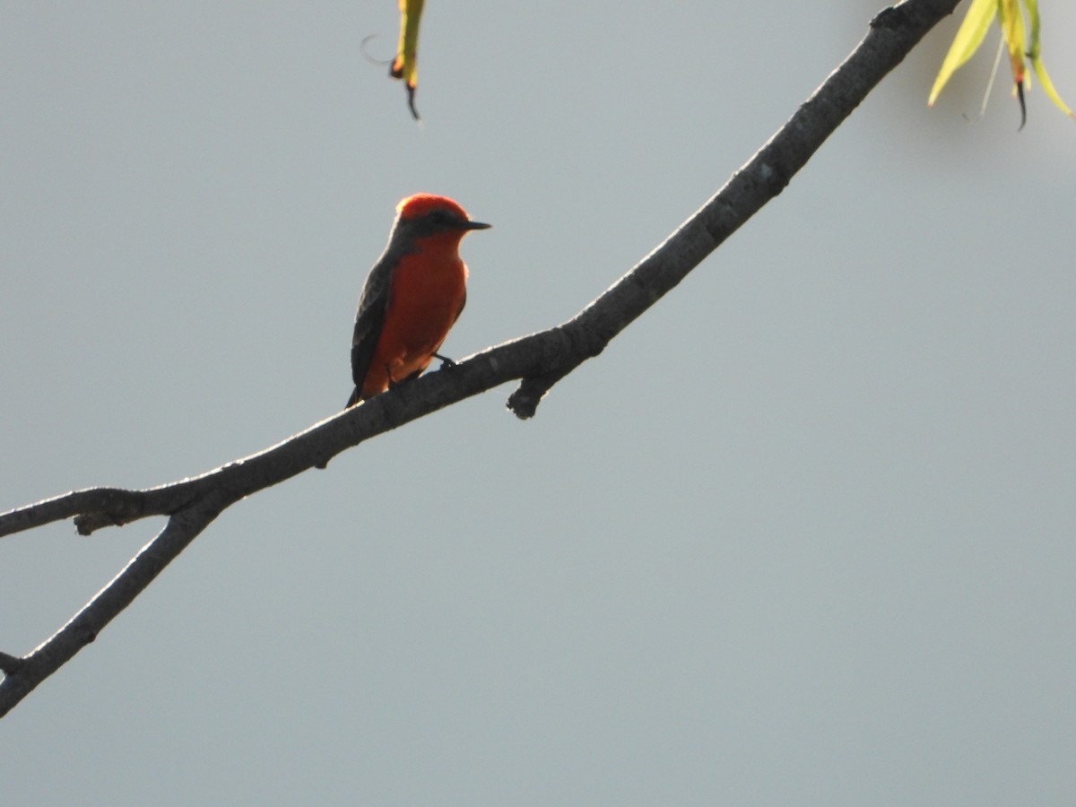 Vermilion Flycatcher - ML265552841