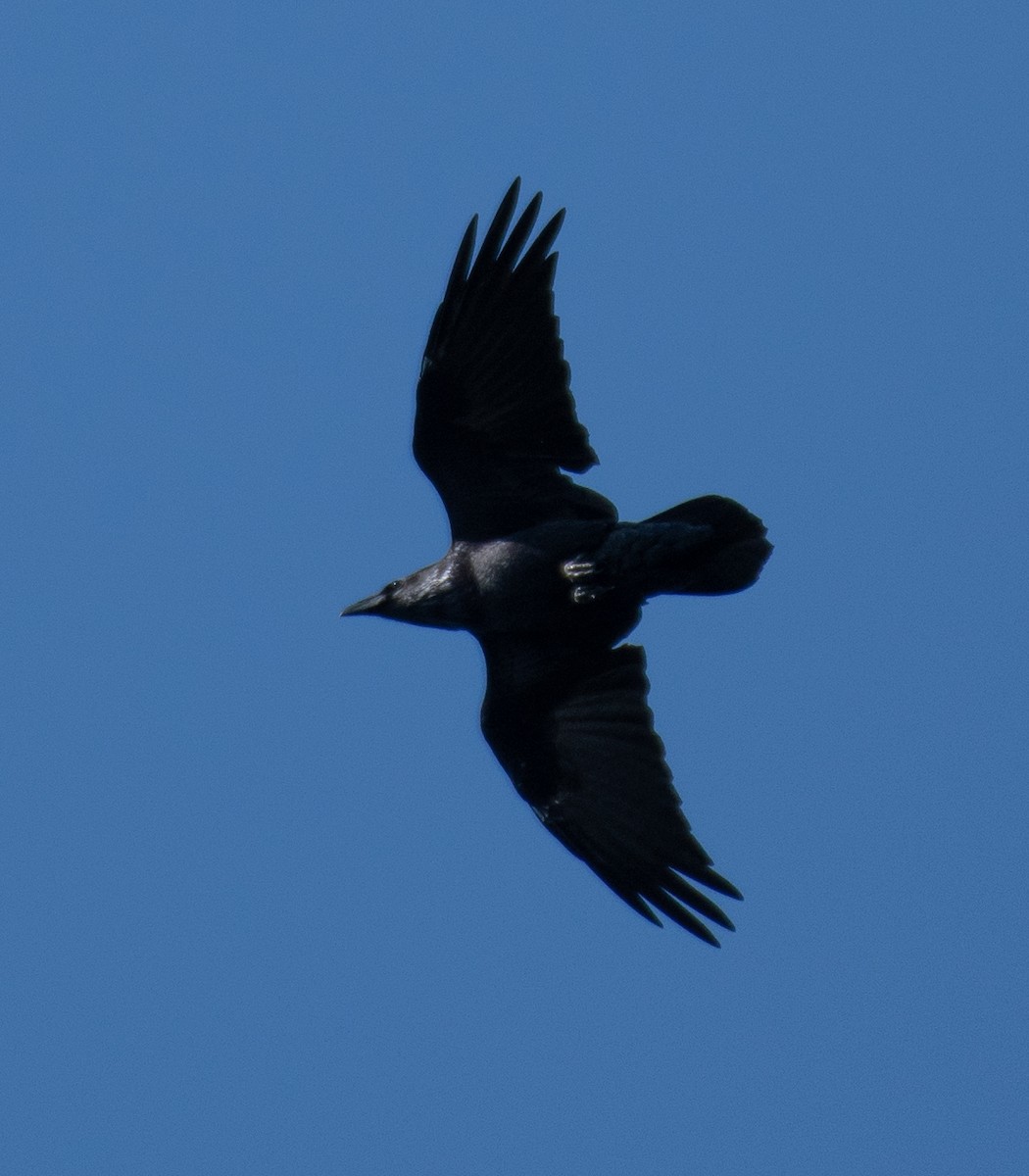 Common Raven - ML265553371