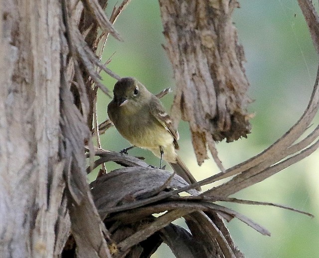Western Flycatcher (Pacific-slope) - ML26555471