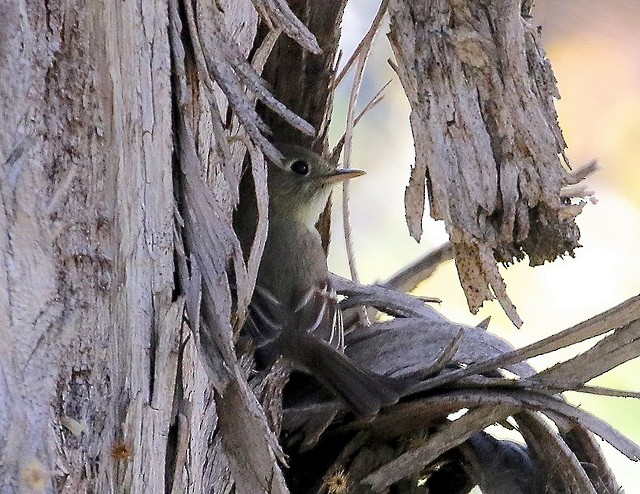 Western Flycatcher (Pacific-slope) - ML26555491