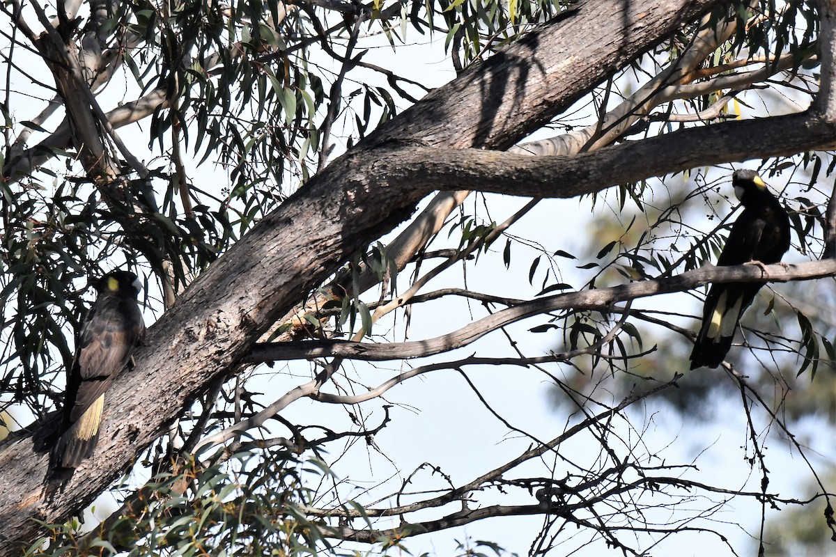 Yellow-tailed Black-Cockatoo - ML265555181