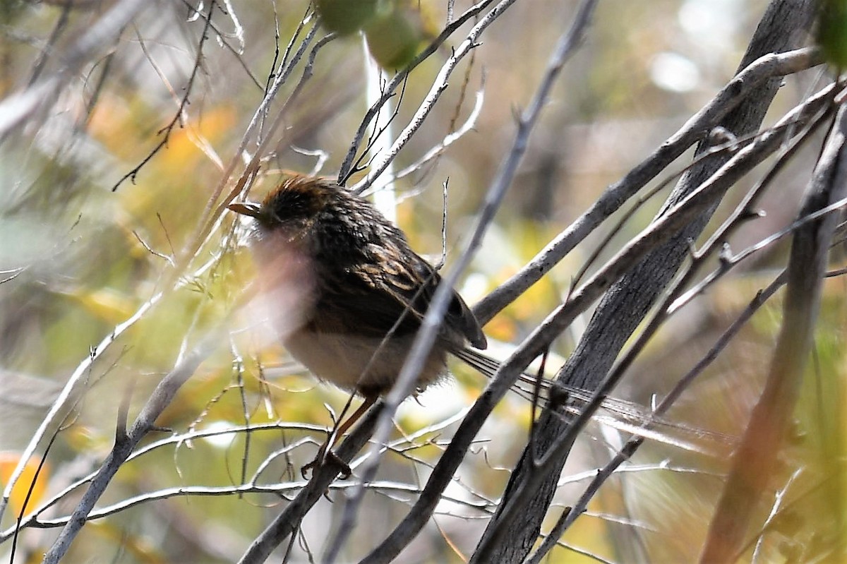 Southern Emuwren - ML265555221