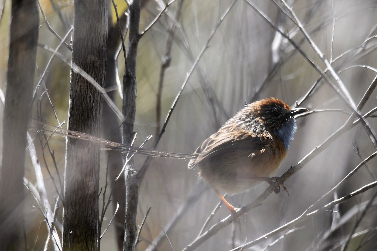Southern Emuwren - ML265555231