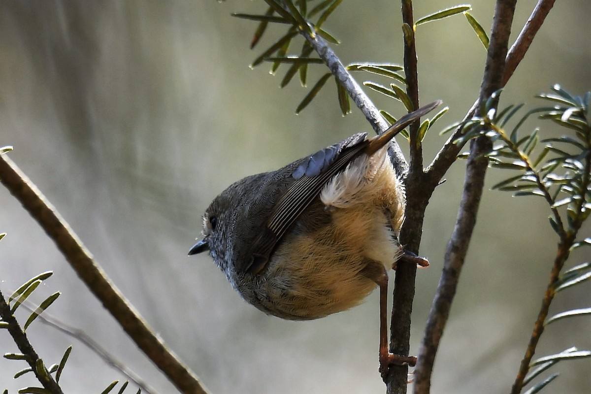 Brown Thornbill - ML265555241