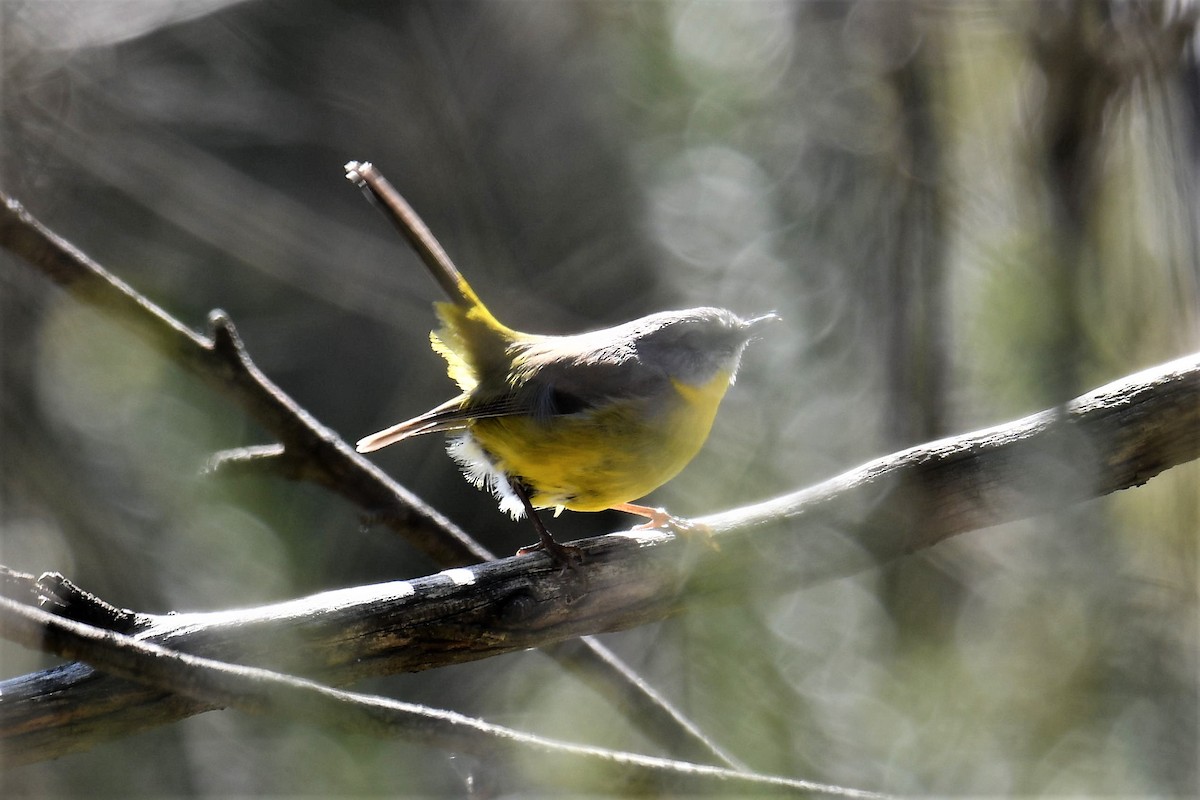 Eastern Yellow Robin - ML265555271