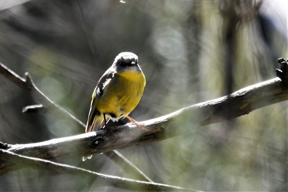 Eastern Yellow Robin - ML265555281