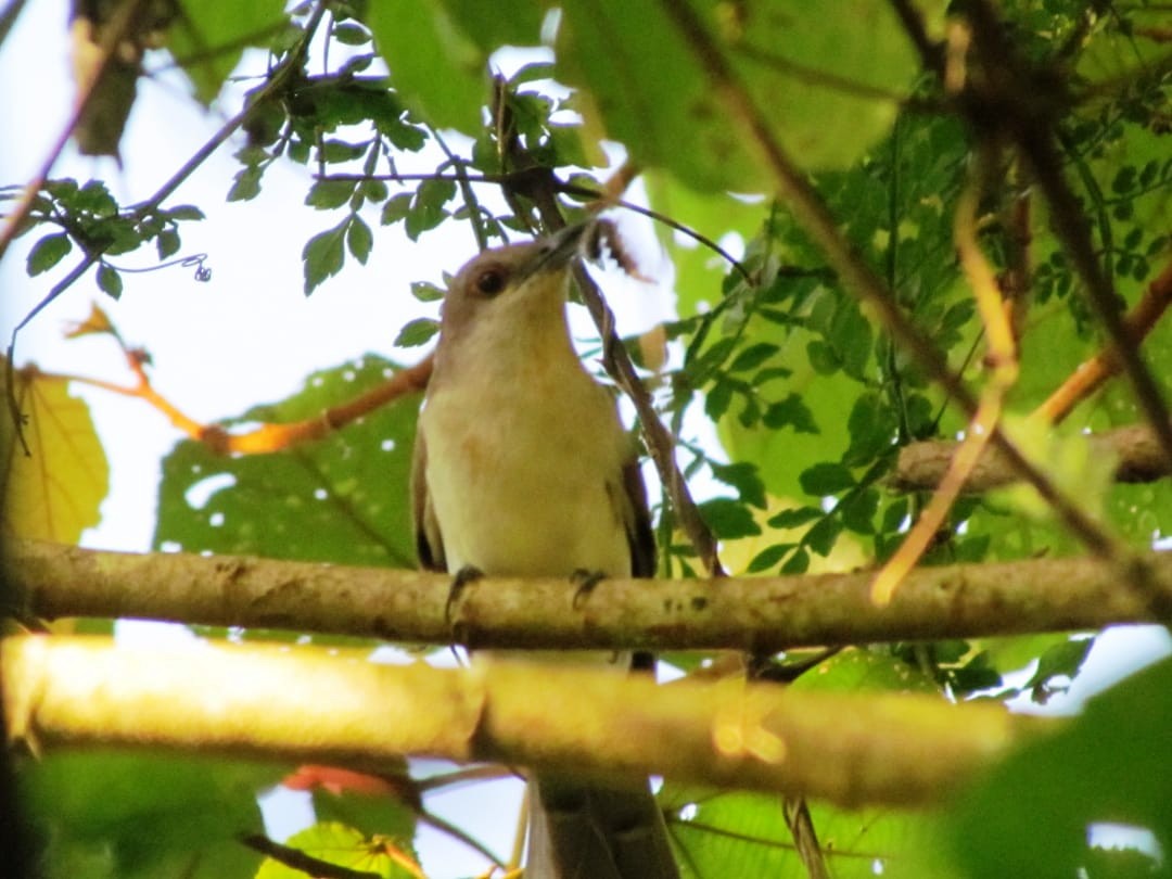 Black-billed Cuckoo - Neotropical Flyways Project Central America
