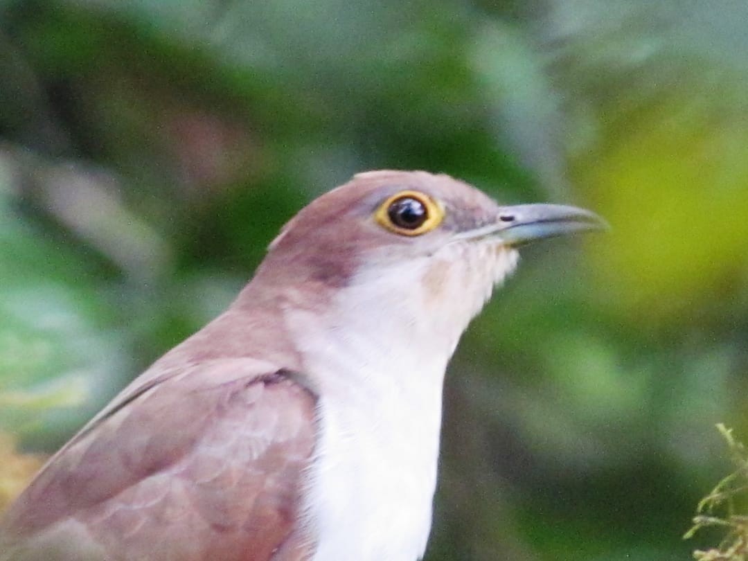 Black-billed Cuckoo - ML265555431