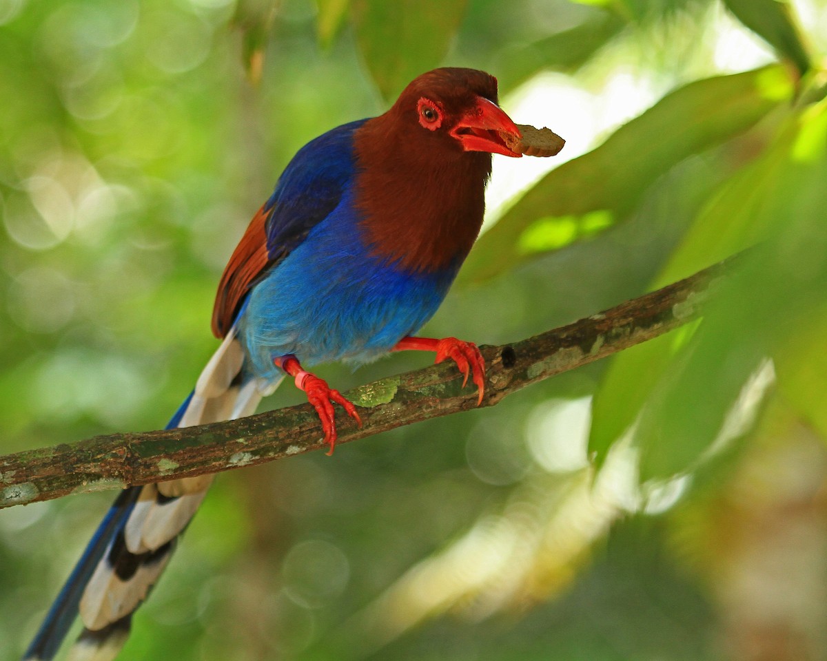 Sri Lanka Blue-Magpie - ML26555681