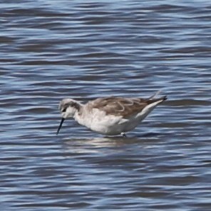 Wilson's Phalarope - Byron Grauerholz