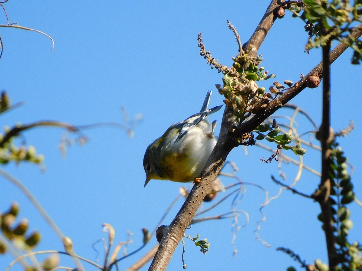 Northern Parula - Travis Philo