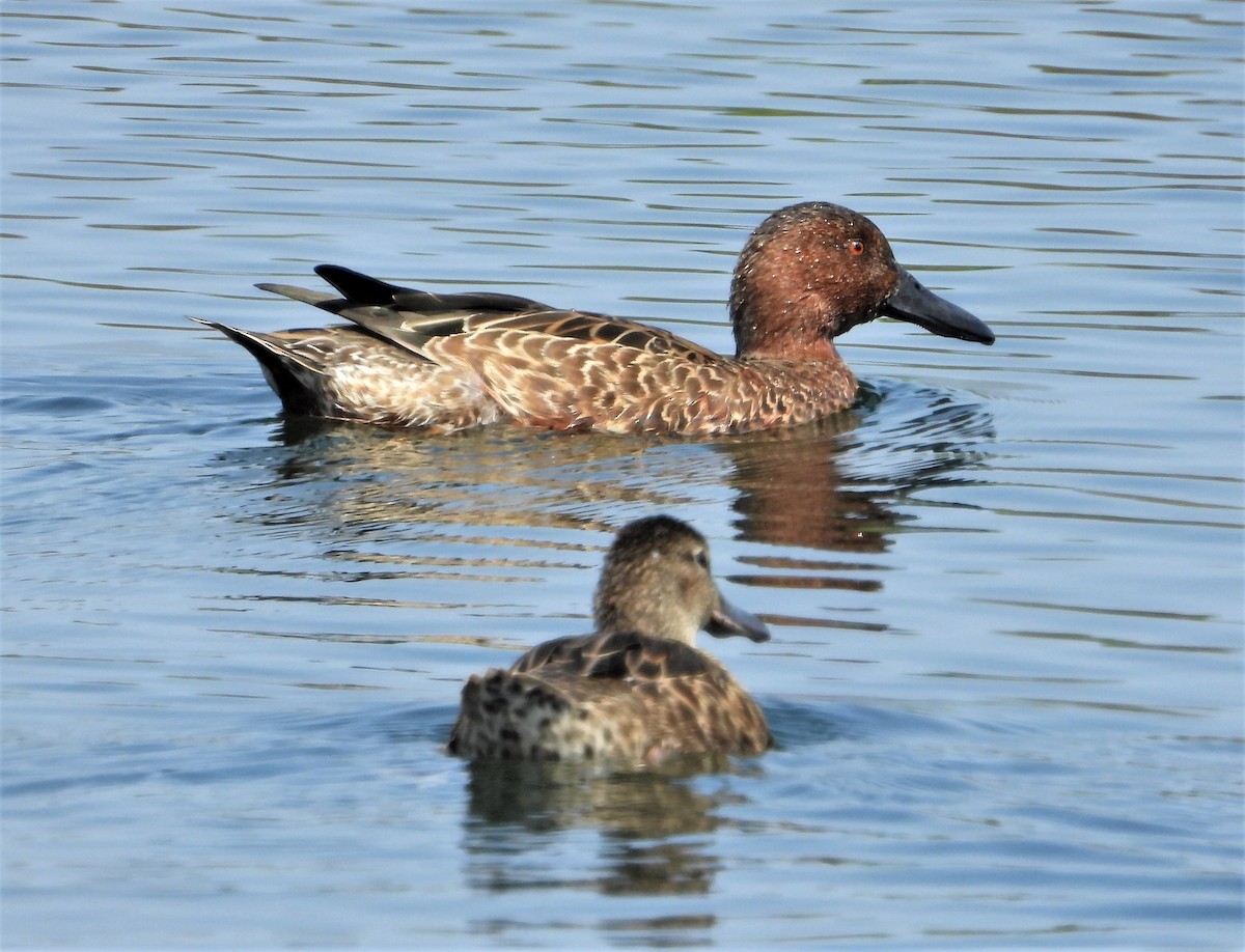 Cinnamon Teal - Joe Beck