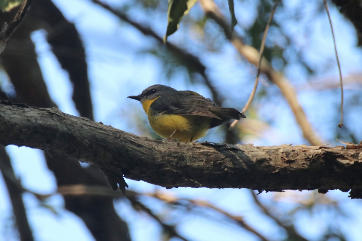 Eastern Yellow Robin - ML265559421