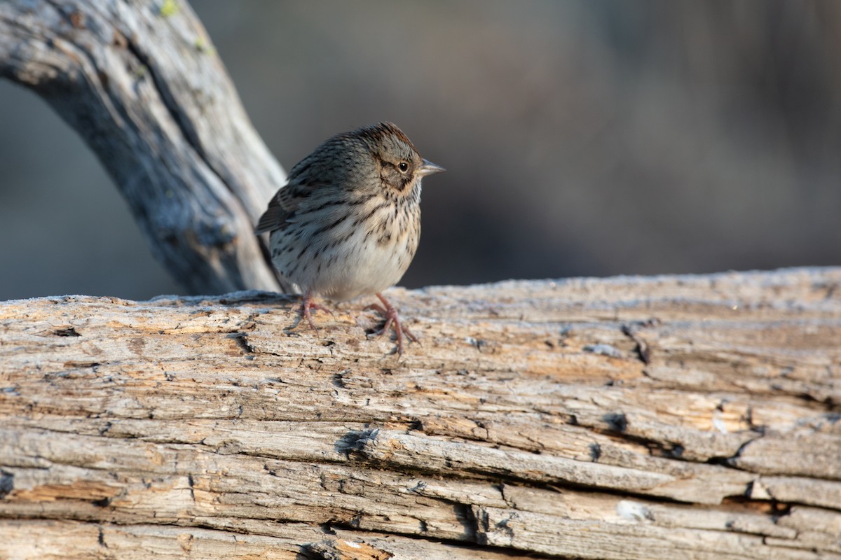 Lincoln's Sparrow - ML265560011