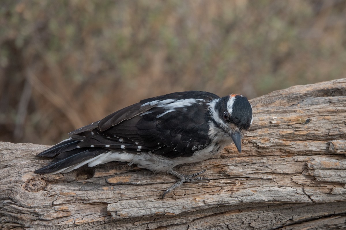 Hairy Woodpecker - Neil Bjorklund