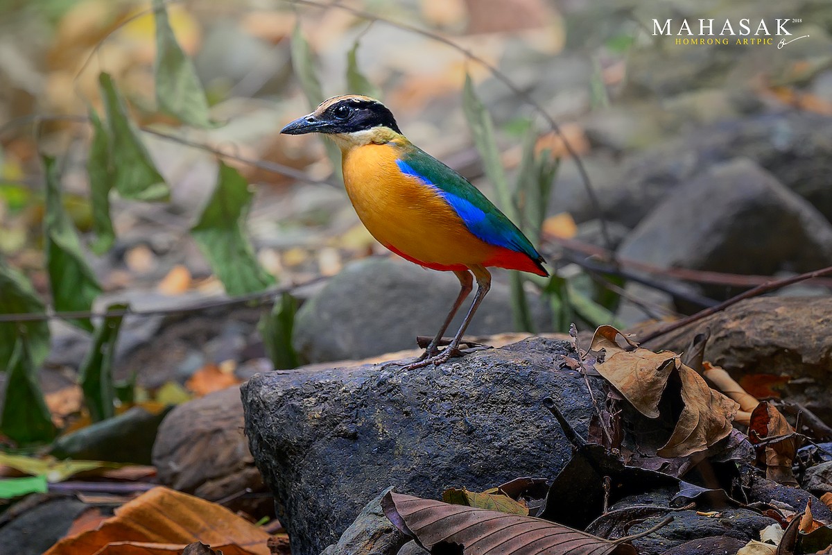 Blue-winged Pitta - ML265561451