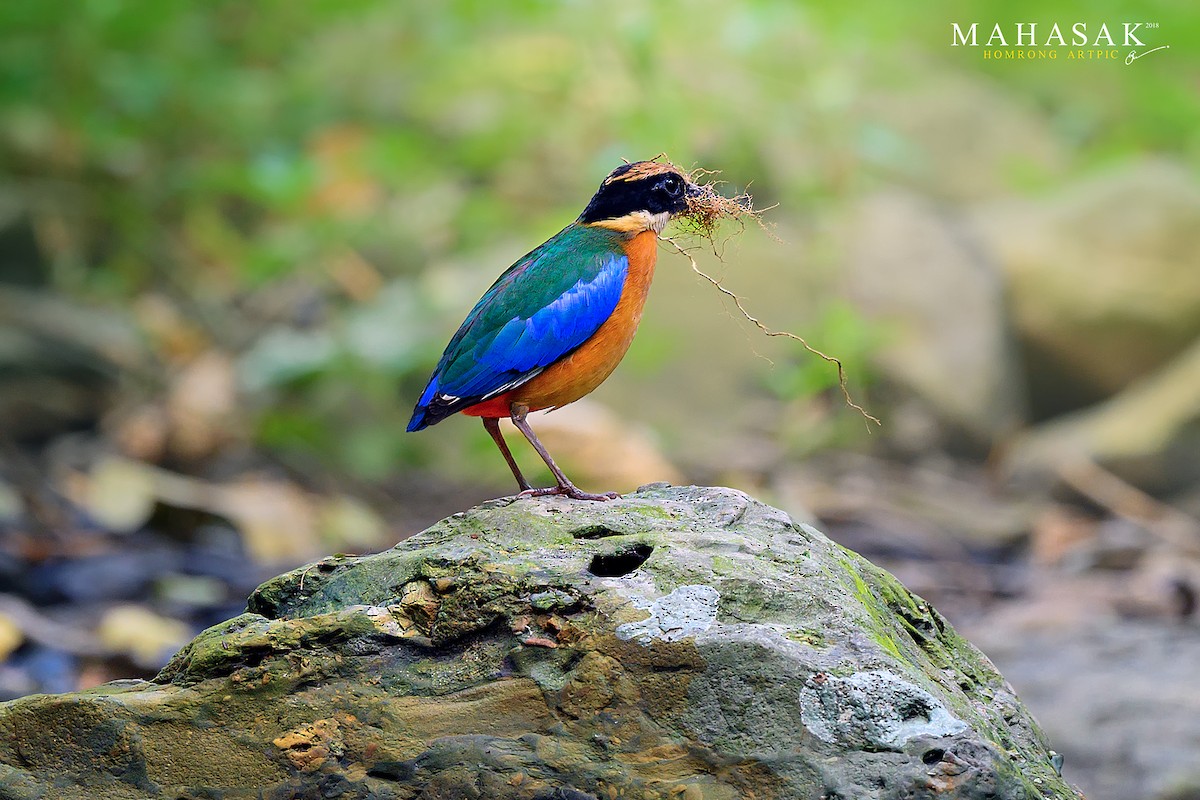 Blue-winged Pitta - ML265561461