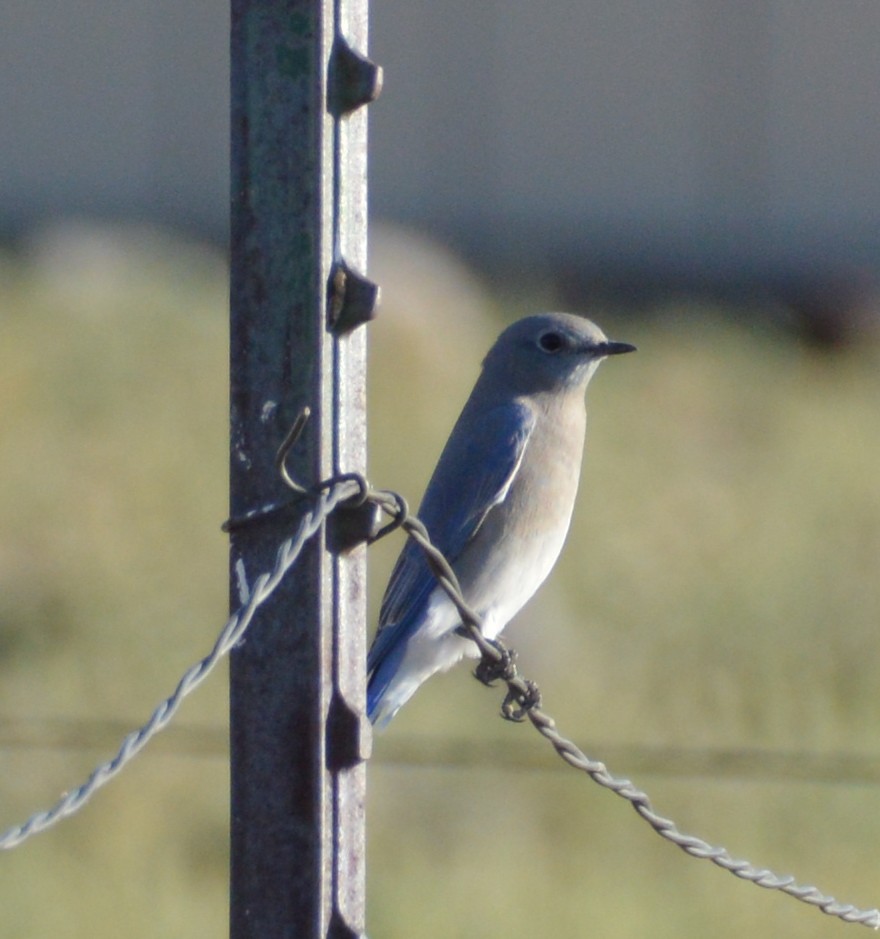 Mountain Bluebird - ML265562131