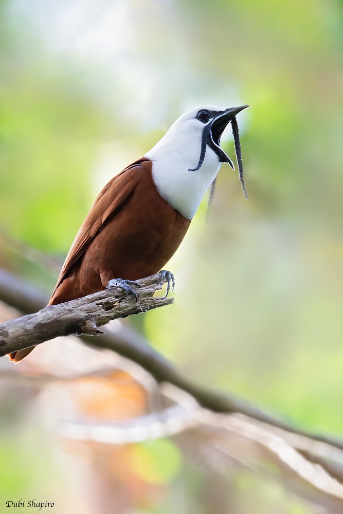 Three-wattled Bellbird - ML265563091