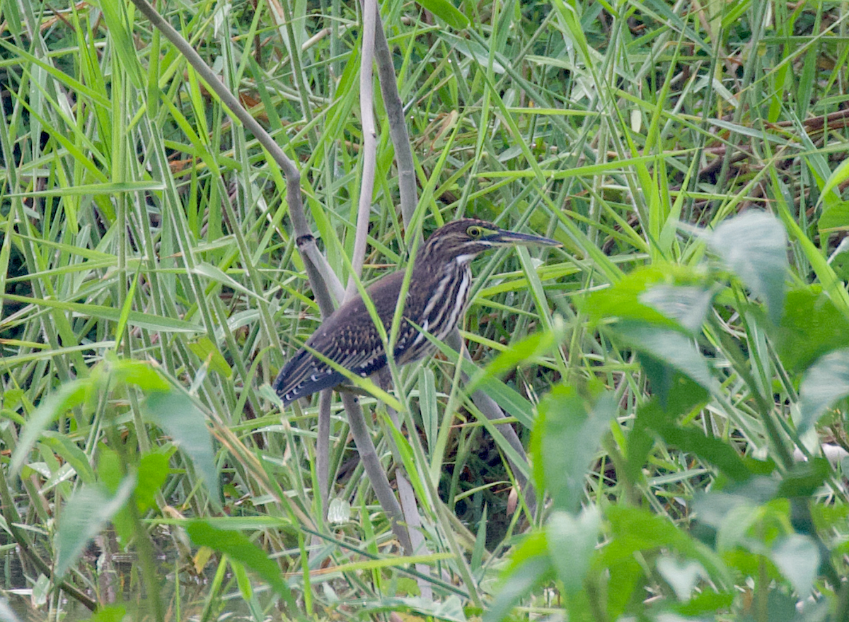 Striated Heron - ML265564121