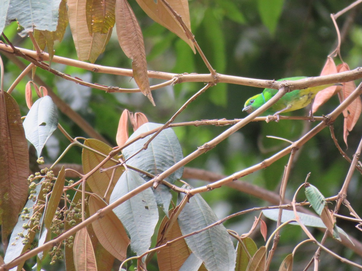 Golden-browed Chlorophonia - ML26556691