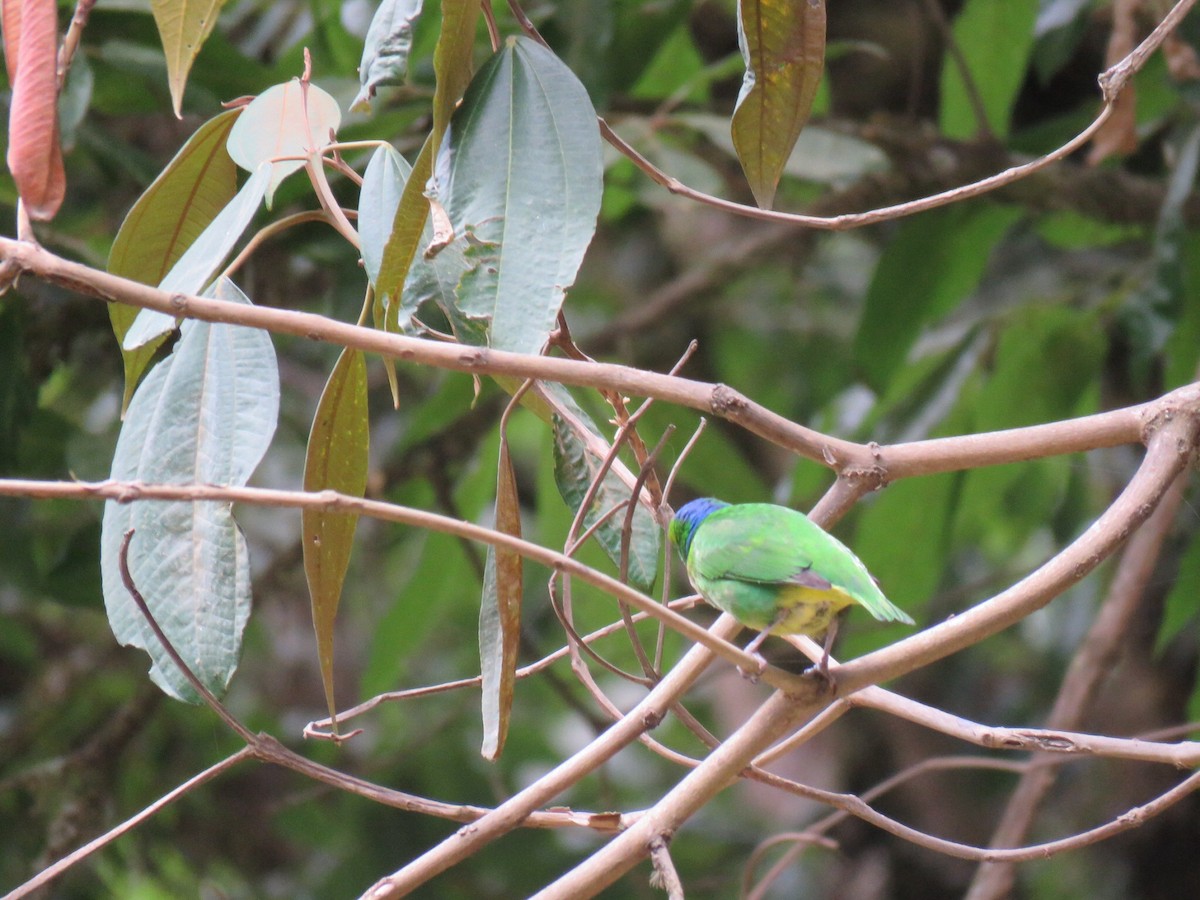 Golden-browed Chlorophonia - ML26556701