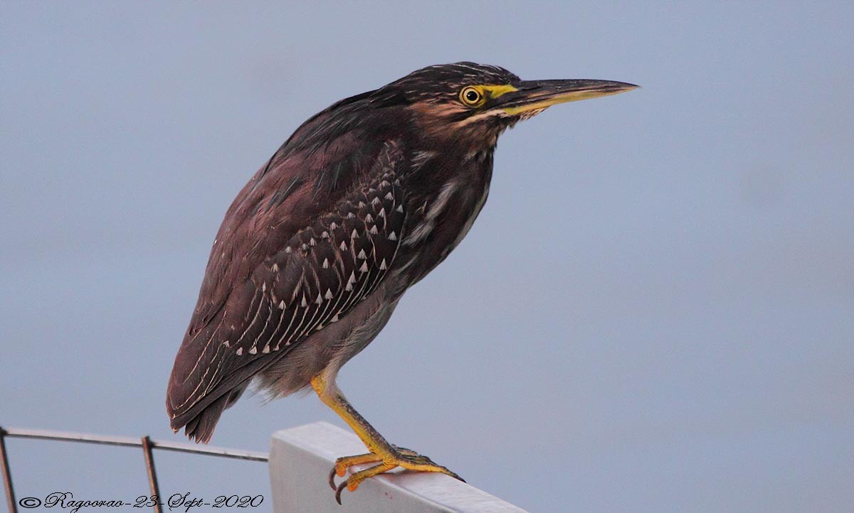 Little Heron - ML265568691