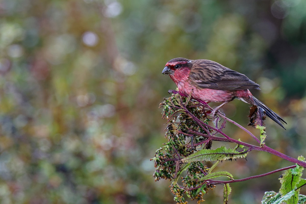 Himalayan White-browed Rosefinch - ML265569391