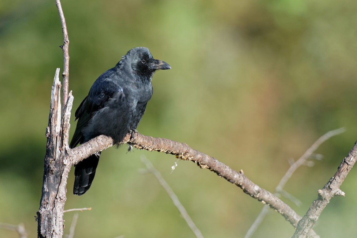 Large-billed Crow - ML265569441