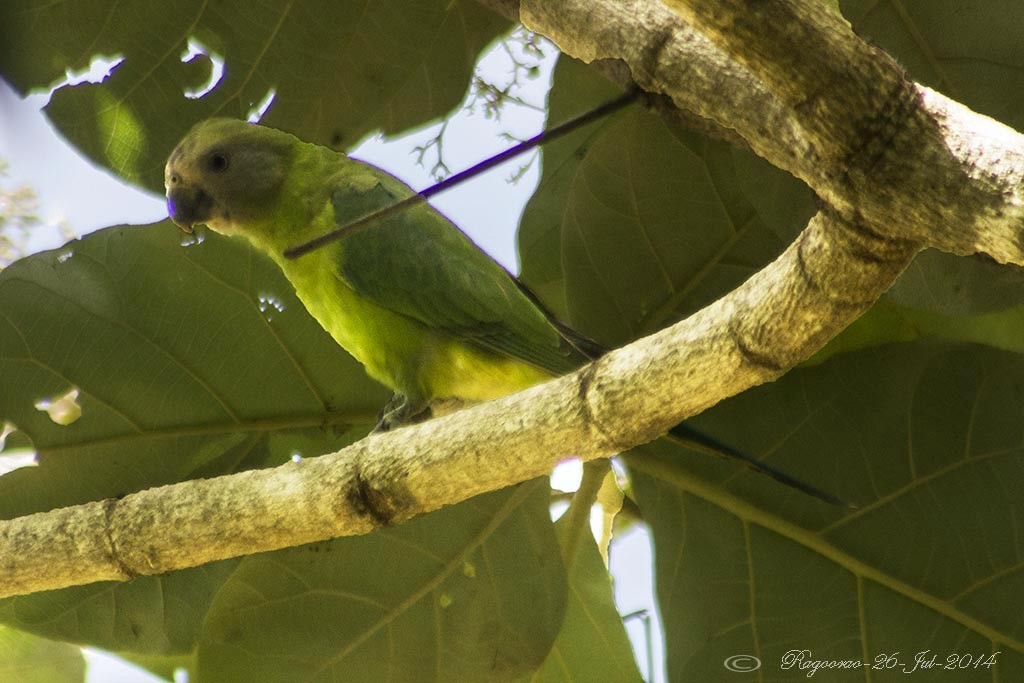 Plum-headed Parakeet - ML265569801