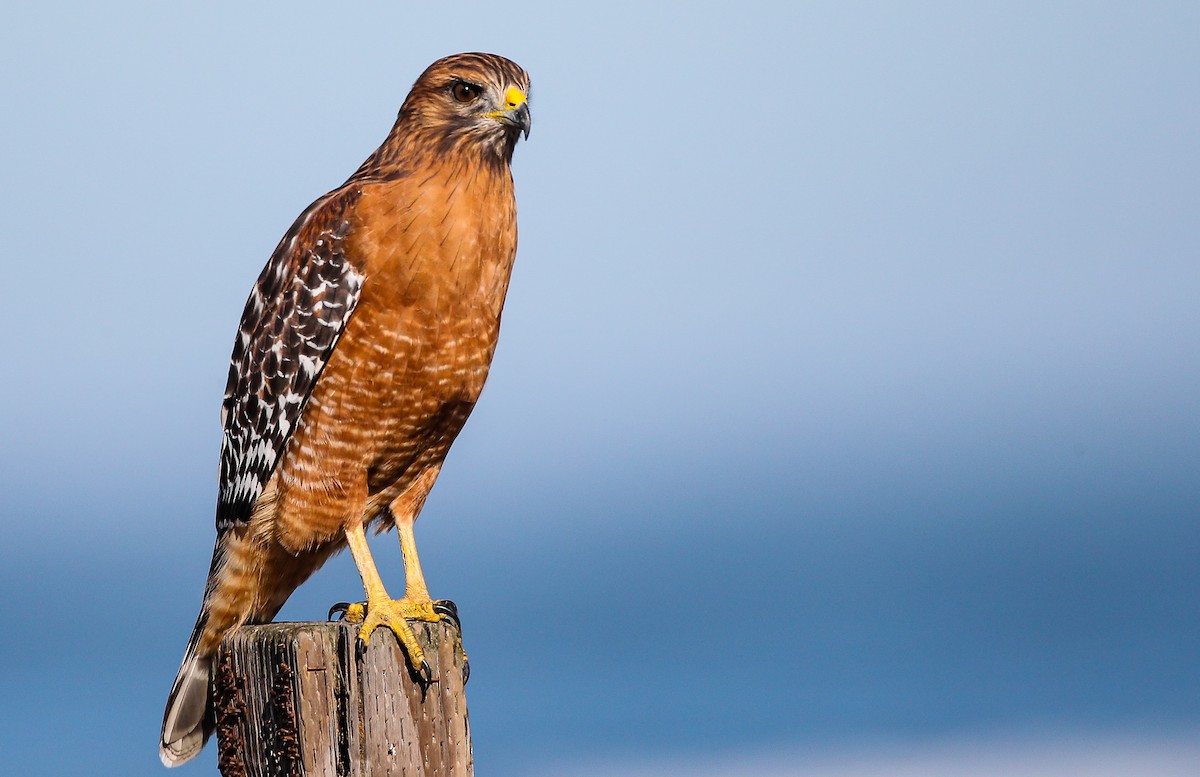 Red-shouldered Hawk (elegans) - Blake Matheson