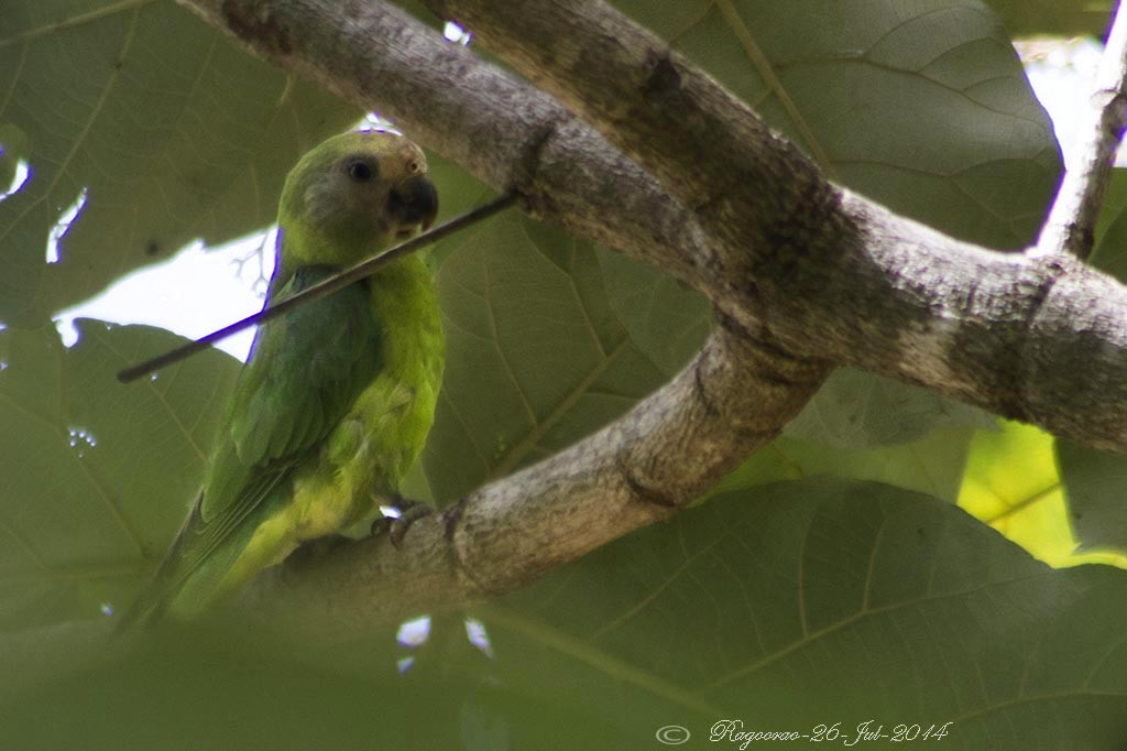 Plum-headed Parakeet - ML265570181