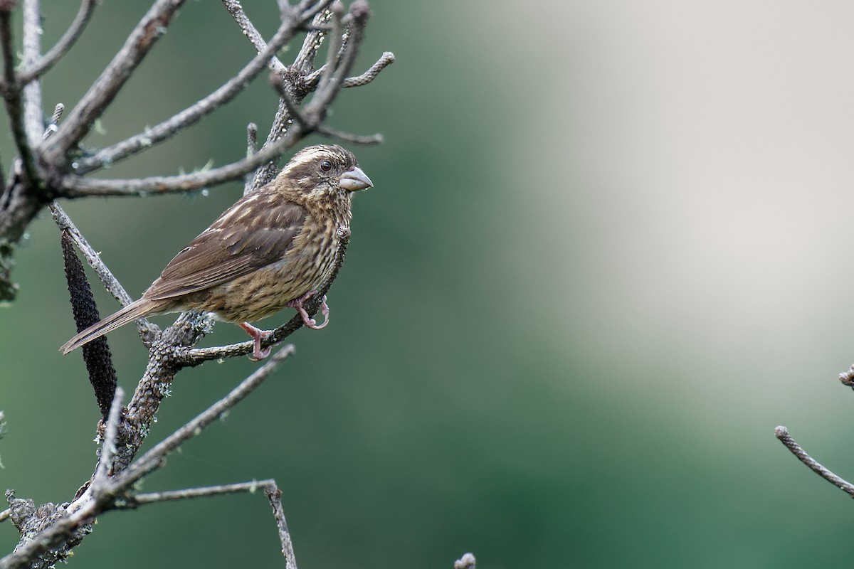 Spot-winged Rosefinch - Vincent Wang