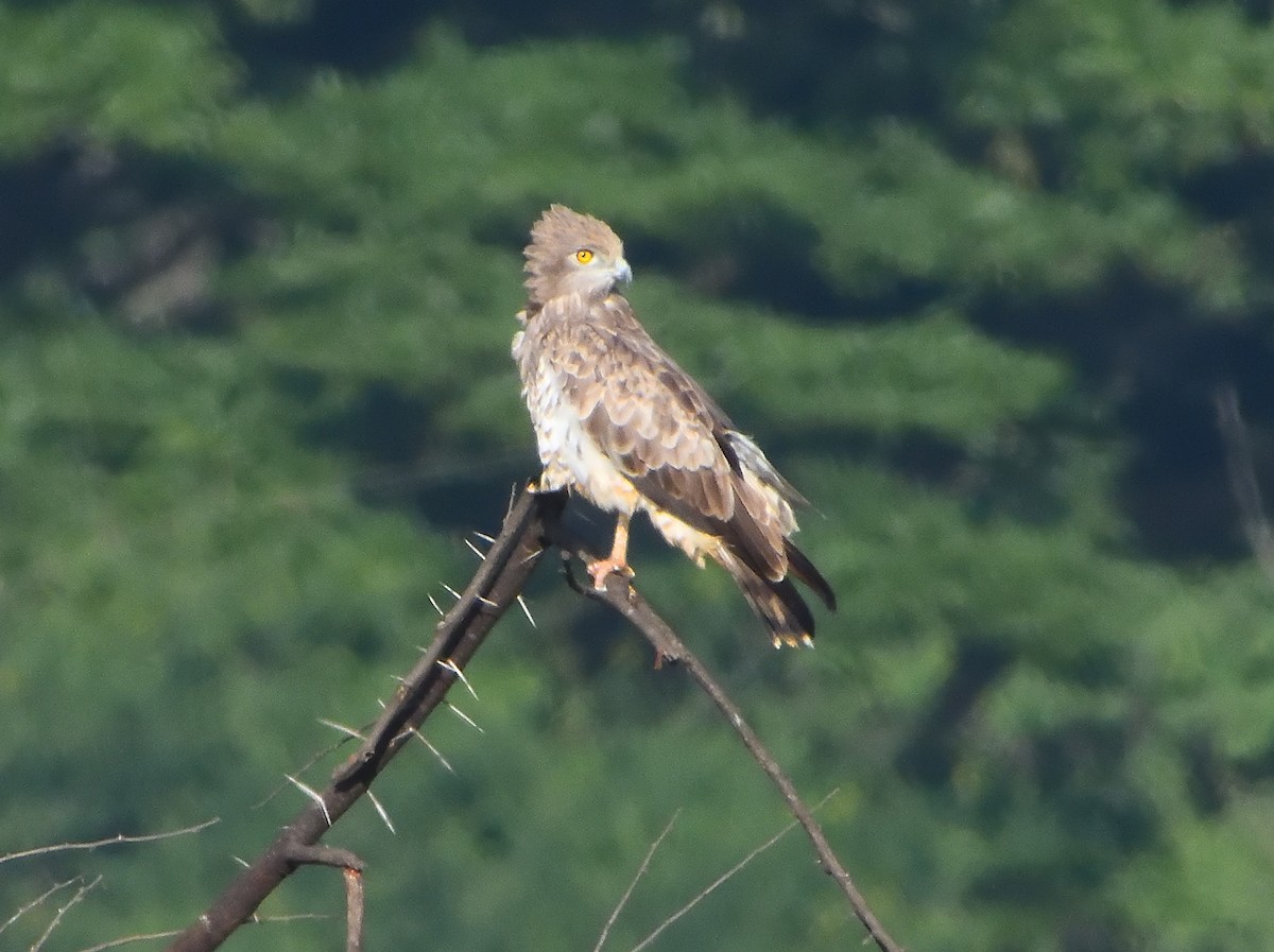 Short-toed Snake-Eagle - ML265570251