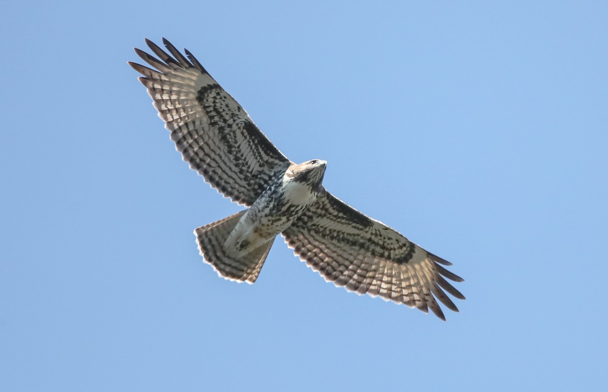 Red-tailed Hawk (calurus/alascensis) - ML265570361