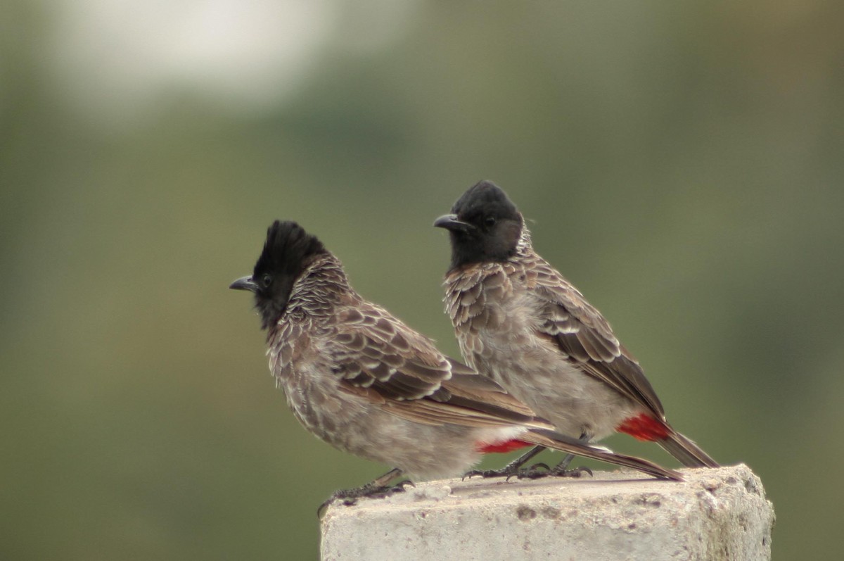 Red-vented Bulbul - ML265571041